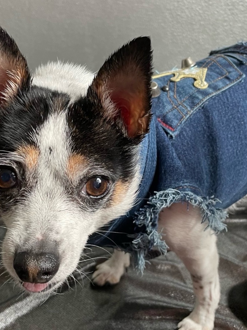 Frayed Denim Dog Vest in Blue - Chic Pet Jacket